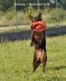 /album/fotogalerie-dogfrisbee/britney-z-lhotecke-linie-dogfrisbee-jpg/